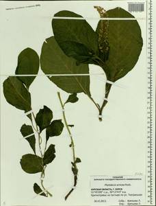 Phytolacca acinosa Roxb., Eastern Europe, Central forest-and-steppe region (E6) (Russia)