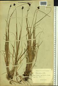 Carex media R.Br., Siberia, Altai & Sayany Mountains (S2) (Russia)