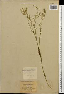 Sisymbrium polymorphum (Murray) Roth, Caucasus, Krasnodar Krai & Adygea (K1a) (Russia)