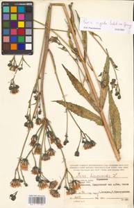 Picris hieracioides subsp. hieracioides, Eastern Europe, Central region (E4) (Russia)