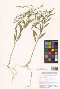 Lepidium densiflorum Schrad., Eastern Europe, Central forest-and-steppe region (E6) (Russia)