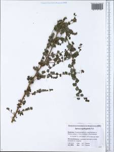 Spiraea aquilegifolia Pall., Siberia, Baikal & Transbaikal region (S4) (Russia)