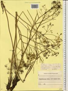 Silaum silaus (L.) Schinz & Thell., Eastern Europe, North Ukrainian region (E11) (Ukraine)