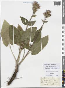 Phlomoides pratensis (Kar. & Kir.) Adylov, Kamelin & Makhm., Middle Asia, Dzungarian Alatau & Tarbagatai (M5) (Kazakhstan)