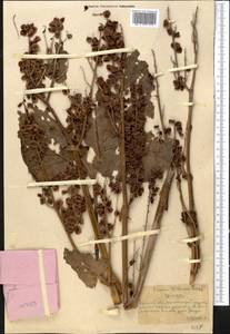 Rheum wittrockii Lundstr., Middle Asia, Northern & Central Tian Shan (M4) (Kazakhstan)