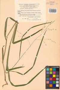 Glyceria alnasteretum Kom., Siberia, Chukotka & Kamchatka (S7) (Russia)
