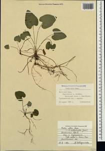 Viola alba subsp. dehnhardtii (Ten.) W. Becker, Crimea (KRYM) (Russia)