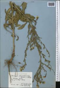 Psychrogeton khorassanicus (Boiss.) Fisjun, Middle Asia, Western Tian Shan & Karatau (M3) (Kazakhstan)