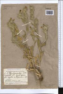 Onosma dichroantha Boiss., Middle Asia, Pamir & Pamiro-Alai (M2)