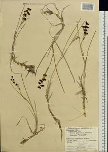 Scheuchzeria palustris L., Eastern Europe, West Ukrainian region (E13) (Ukraine)