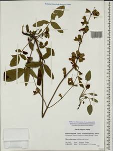Salvia ringens Sm., Caucasus, Krasnodar Krai & Adygea (K1a) (Russia)