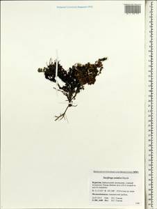 Saxifraga oppositifolia subsp. asiatica (Hayek) Engl. & Irmsch., Siberia, Baikal & Transbaikal region (S4) (Russia)