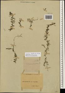 Utricularia ×australis R. Br., Caucasus, North Ossetia, Ingushetia & Chechnya (K1c) (Russia)