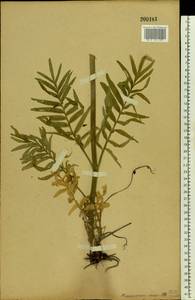 Valeriana rossica P. A. Smirn., Eastern Europe, Moscow region (E4a) (Russia)