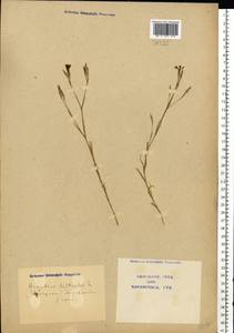 Dianthus deltoides L., Eastern Europe, North Ukrainian region (E11) (Ukraine)