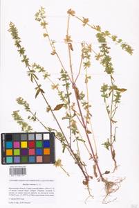 Stachys annua (L.) L., Eastern Europe, Moscow region (E4a) (Russia)