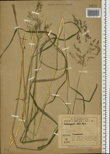 Calamagrostis purpurea (Trin.) Trin., Eastern Europe, Northern region (E1) (Russia)