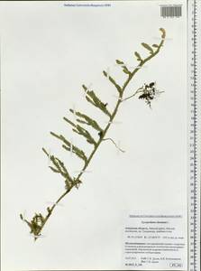 Lycopodium clavatum L., Siberia, Russian Far East (S6) (Russia)