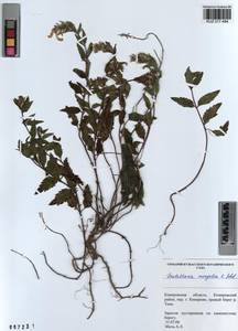 Scutellaria mongolica Sobolevsk., Siberia, Altai & Sayany Mountains (S2) (Russia)