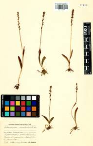 Herminium monorchis (L.) R.Br., Siberia, Baikal & Transbaikal region (S4) (Russia)