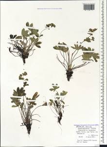 Alchemilla sericea Willd., Caucasus, Krasnodar Krai & Adygea (K1a) (Russia)