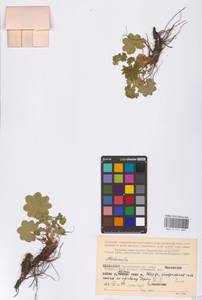 Alchemilla, Eastern Europe, Northern region (E1) (Russia)