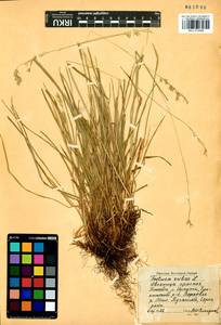 Festuca rubra L., Siberia, Baikal & Transbaikal region (S4) (Russia)