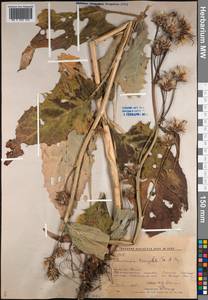 Saussurea triangulata Trautv. & C. A. Mey., Siberia, Russian Far East (S6) (Russia)