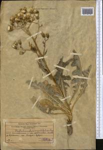 Lactuca crambifolia (Bunge) B. Fedtsch., Middle Asia, Western Tian Shan & Karatau (M3) (Kazakhstan)