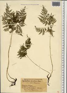 Cystopteris montana (Lam.) Bernh., Caucasus, Stavropol Krai, Karachay-Cherkessia & Kabardino-Balkaria (K1b) (Russia)