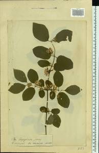 Lonicera xylosteum L., Eastern Europe, Estonia (E2c) (Estonia)