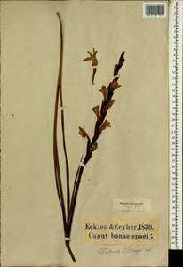 Watsonia angusta Ker Gawl., Africa (AFR) (South Africa)
