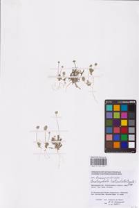 Ceratocephala orthoceras DC., Eastern Europe, Lower Volga region (E9) (Russia)