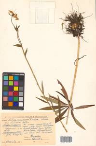 Lilium distichum Nakai ex Kamib., Siberia, Chukotka & Kamchatka (S7) (Russia)