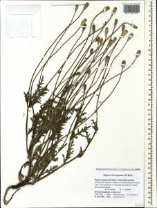 Papaver laevigatum M. Bieb., Caucasus, Krasnodar Krai & Adygea (K1a) (Russia)