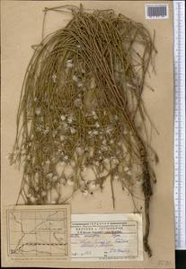 Chondrilla leiosperma Kar. & Kir., Middle Asia, Muyunkumy, Balkhash & Betpak-Dala (M9) (Kazakhstan)