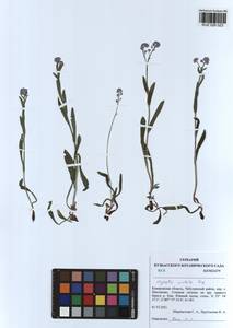 Myosotis imitata Serg., Siberia, Altai & Sayany Mountains (S2) (Russia)