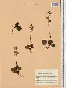 Pyrola grandiflora Radius, Eastern Europe, Northern region (E1) (Russia)