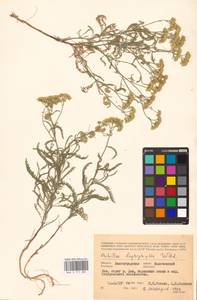 Achillea leptophylla M. Bieb., Eastern Europe, Lower Volga region (E9) (Russia)