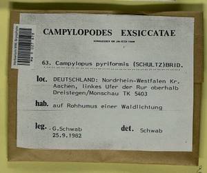 Campylopus pyriformis (Schultz) Brid., Bryophytes, Bryophytes - Western Europe (BEu) (Germany)