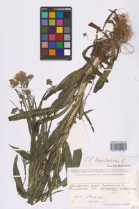 Crepis tectorum L., Siberia, Russian Far East (S6) (Russia)