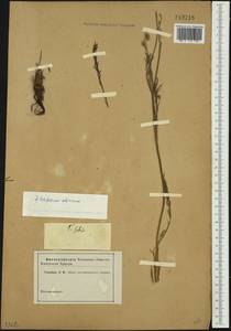 Filifolium sibiricum (L.) Kitam., Siberia (no precise locality) (S0) (Russia)