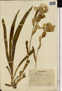 Iris arenaria Waldst. & Kit., Eastern Europe, Moscow region (E4a) (Russia)