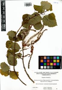 Populus tremula L., Siberia, Baikal & Transbaikal region (S4) (Russia)