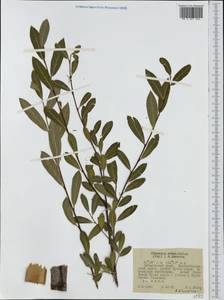 Chosenia arbutifolia (Pall.) A. K. Skvortsov, Siberia, Russian Far East (S6) (Russia)