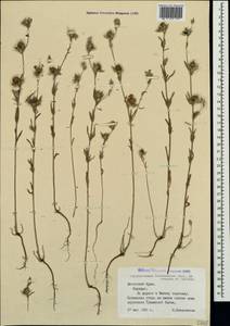 Helianthemum ledifolium subsp. lasiocarpum (Jacques & Herincq) Nyman, Crimea (KRYM) (Russia)