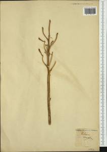 Lilium candidum L., Western Europe (EUR) (Not classified)