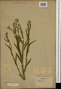 Centaurea glastifolia subsp. intermedia (Boiss.) L. Martins, Caucasus, Krasnodar Krai & Adygea (K1a) (Russia)
