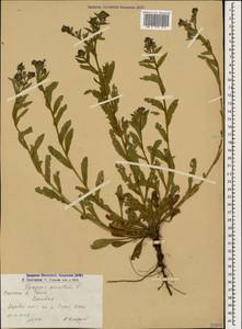 Lycopsis arvensis subsp. orientalis (L.) Kusn., Caucasus, Armenia (K5) (Armenia)