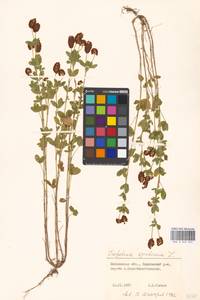 Trifolium spadiceum L., Eastern Europe, Moscow region (E4a) (Russia)